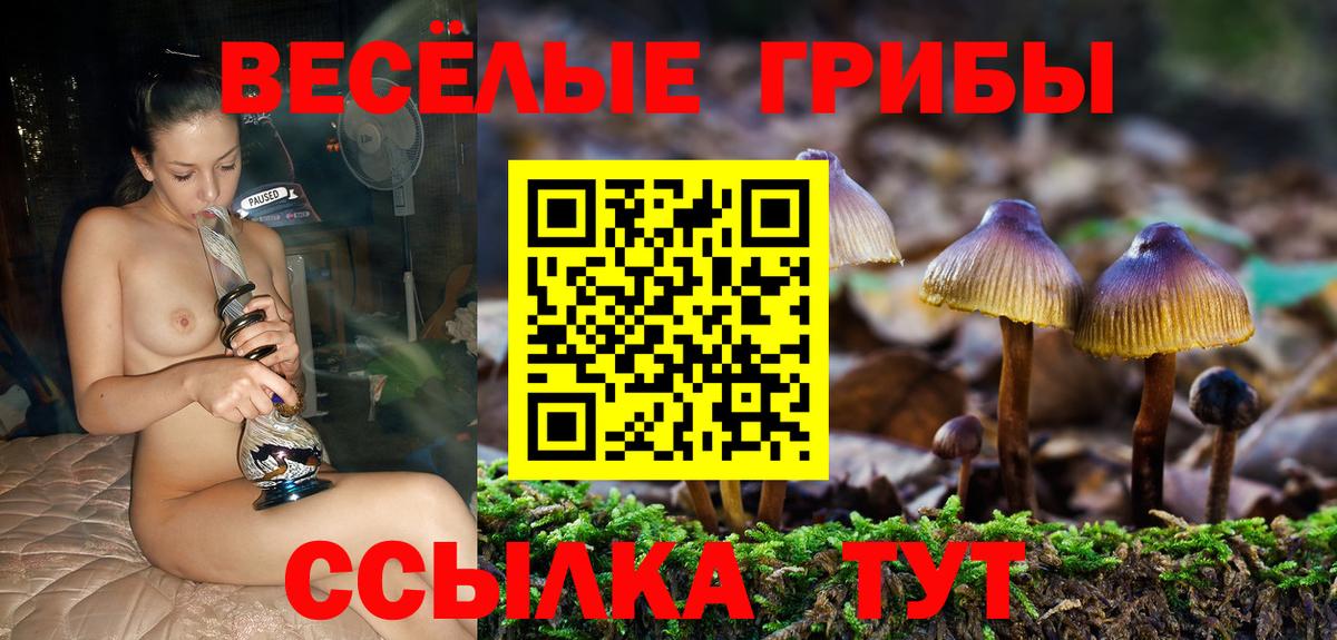 Псилоцибиновые грибы Psilocybine cubensis  Малгобек 
